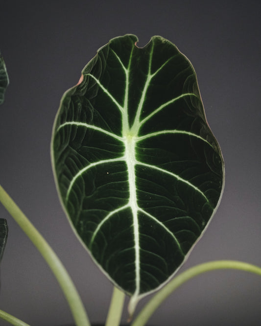 Understanding Alocasia 'Black Velvet': Basics and Beyond