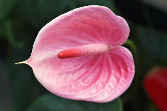 Understanding Anthurium 'Pink Flamingo': Basics and Beyond