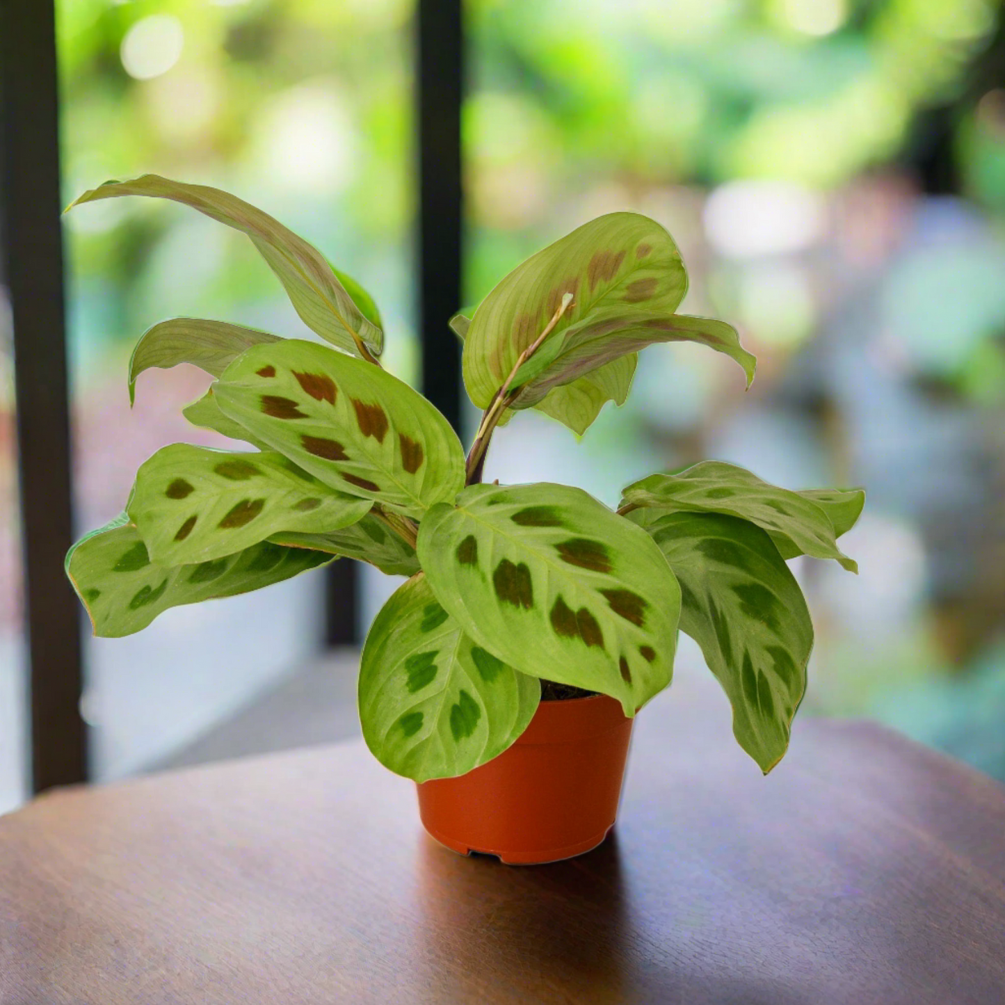 Maranta 'Leuconeura'