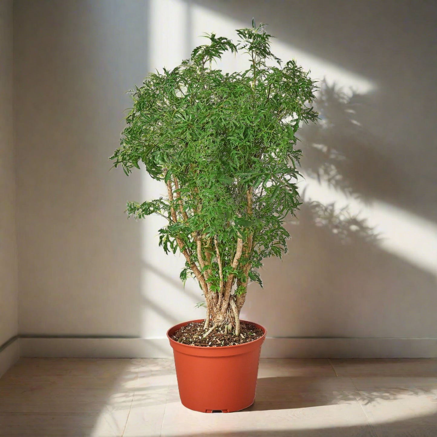 Aralia Ming Stump Plant