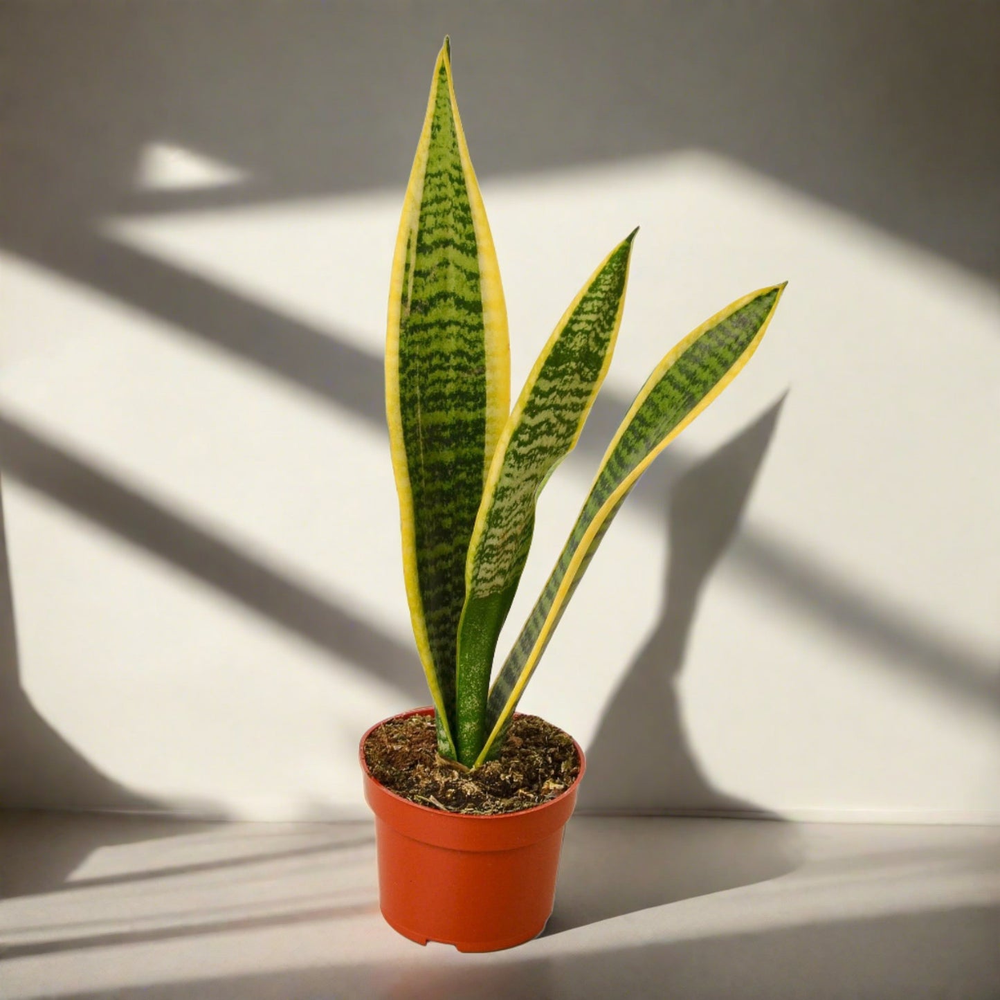 Snake Plant 'Laurentii'