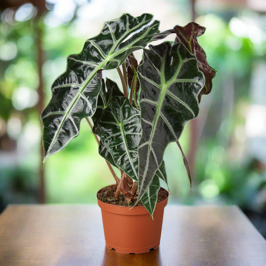 Alocasia Polly 'African Mask'