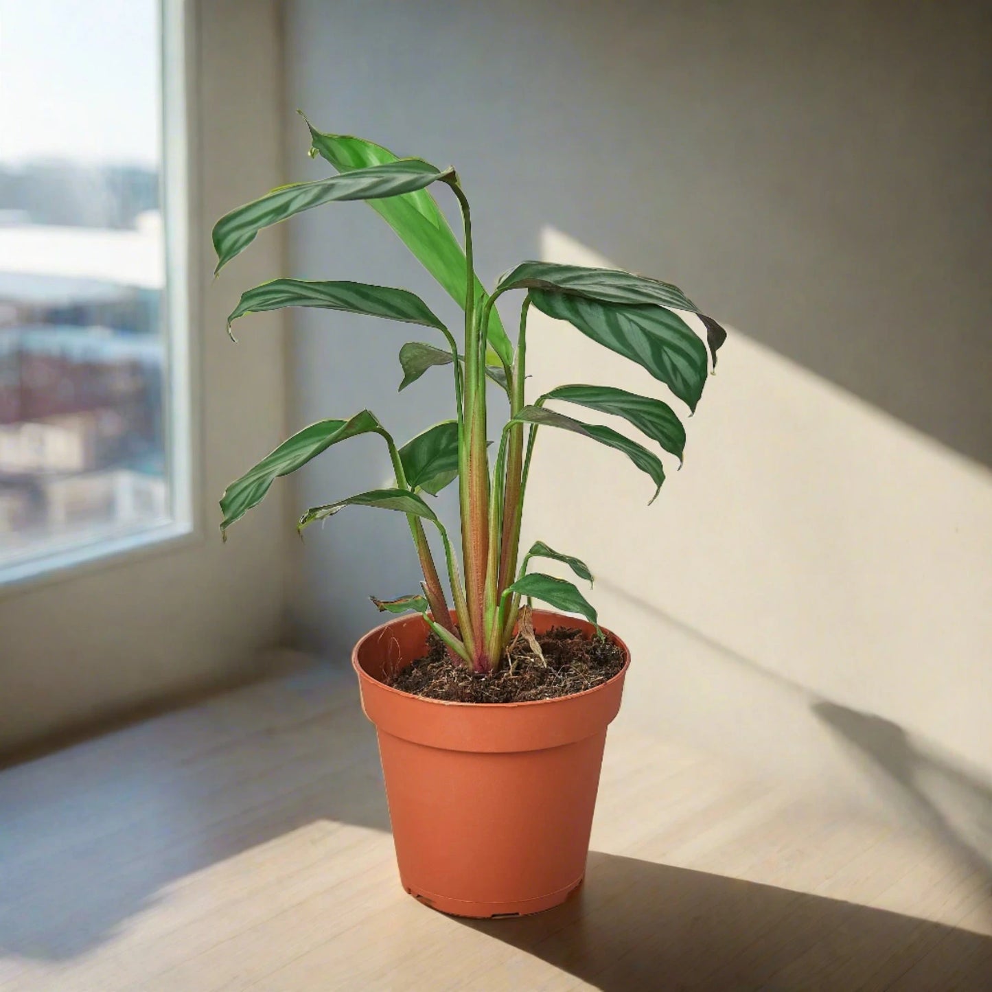 Calathea 'Grey Star'