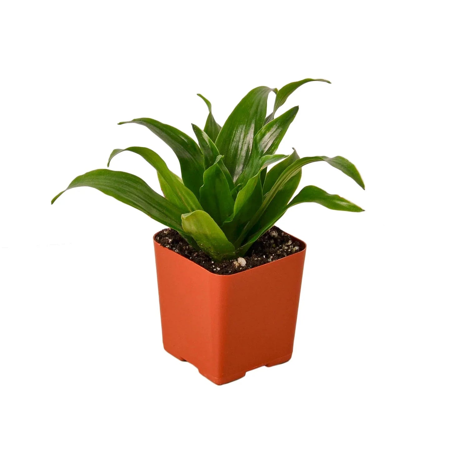 Dracaena 'Janet Craig'