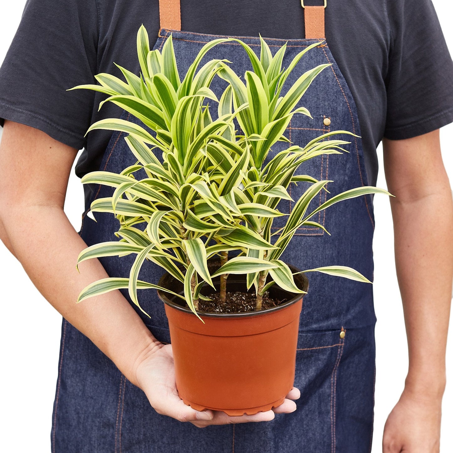 Dracaena Song of India