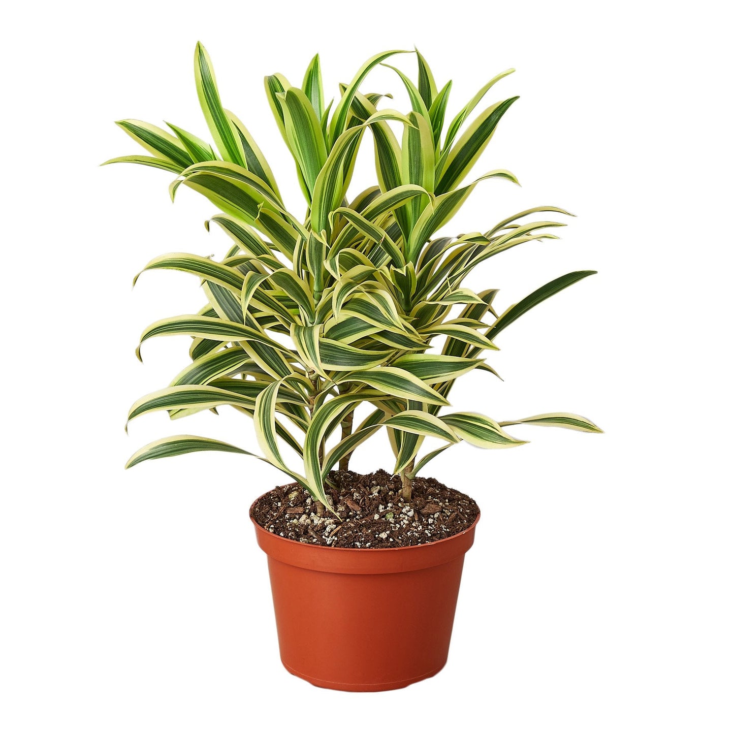 Dracaena Song of India