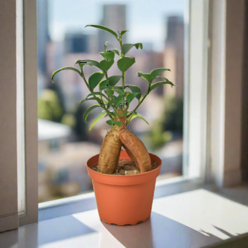 Ficus 'Ginseng'