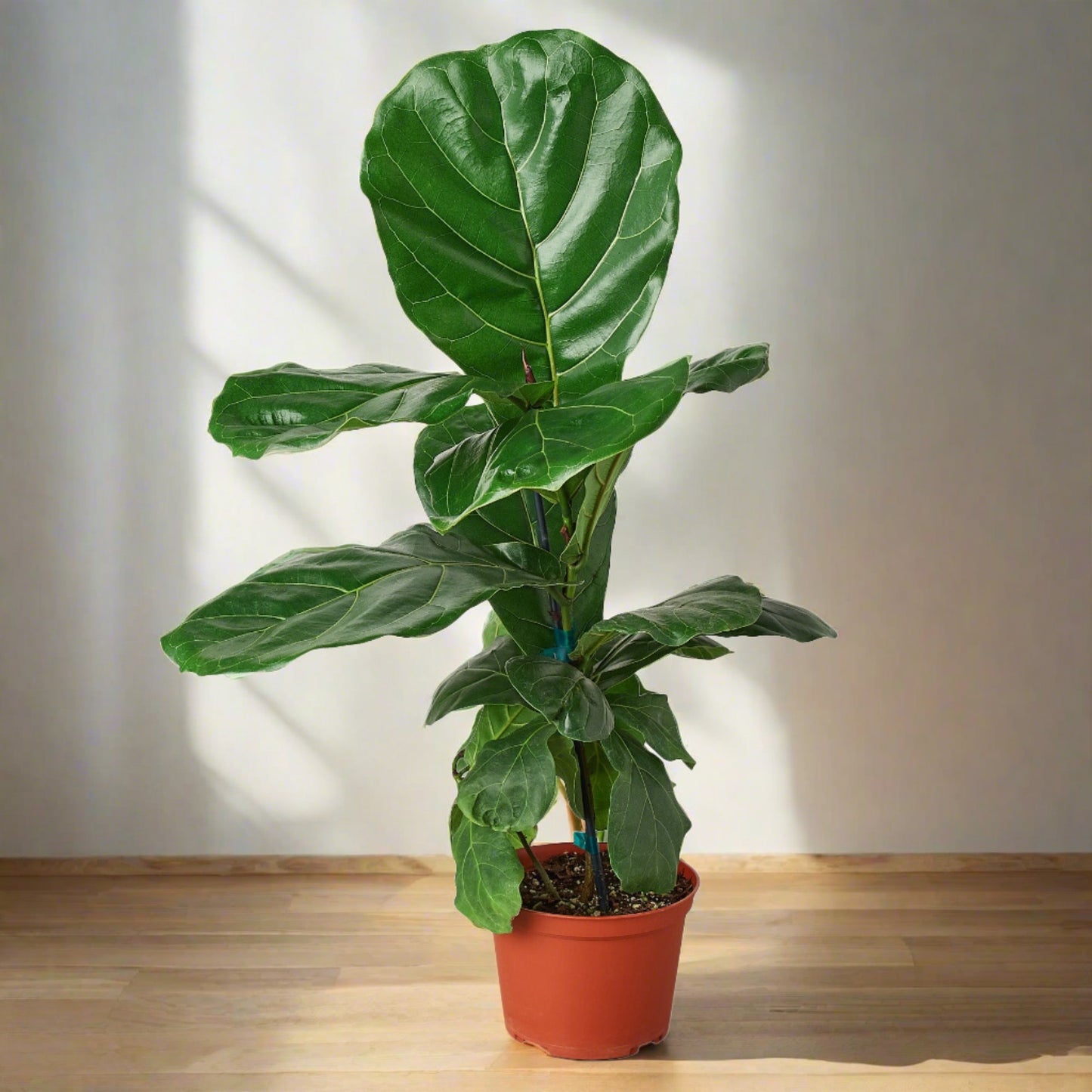 Ficus Lyrata 'Fiddle Leaf Fig'