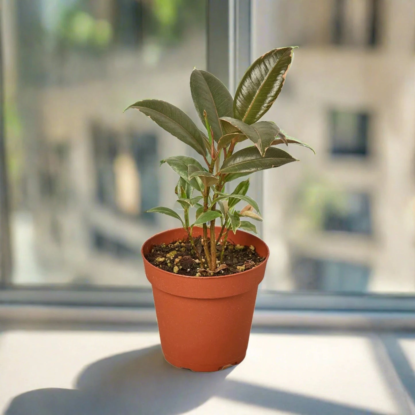 Ficus Elastica 'Tineke'