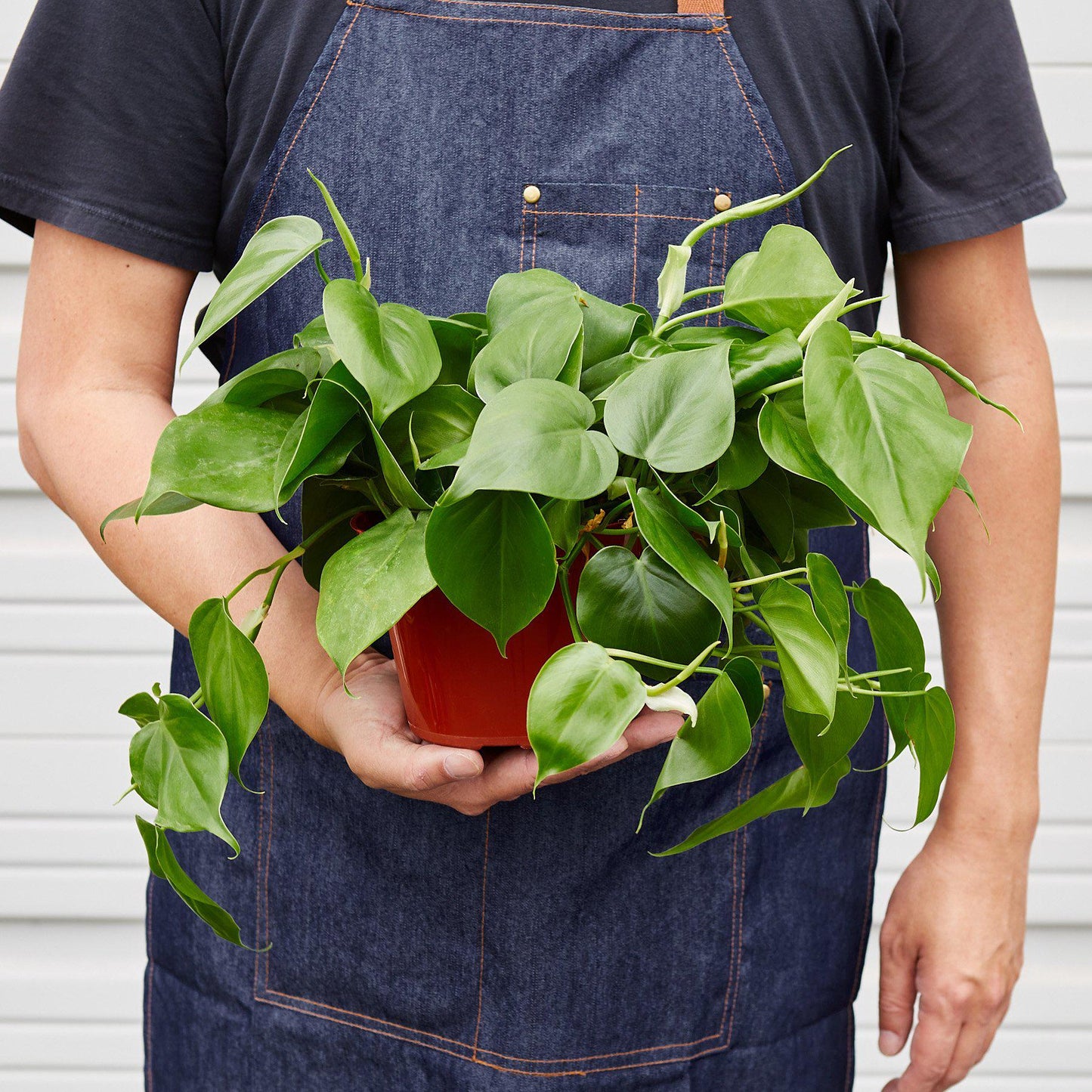 Philodendron Cordatum 'Heartleaf'