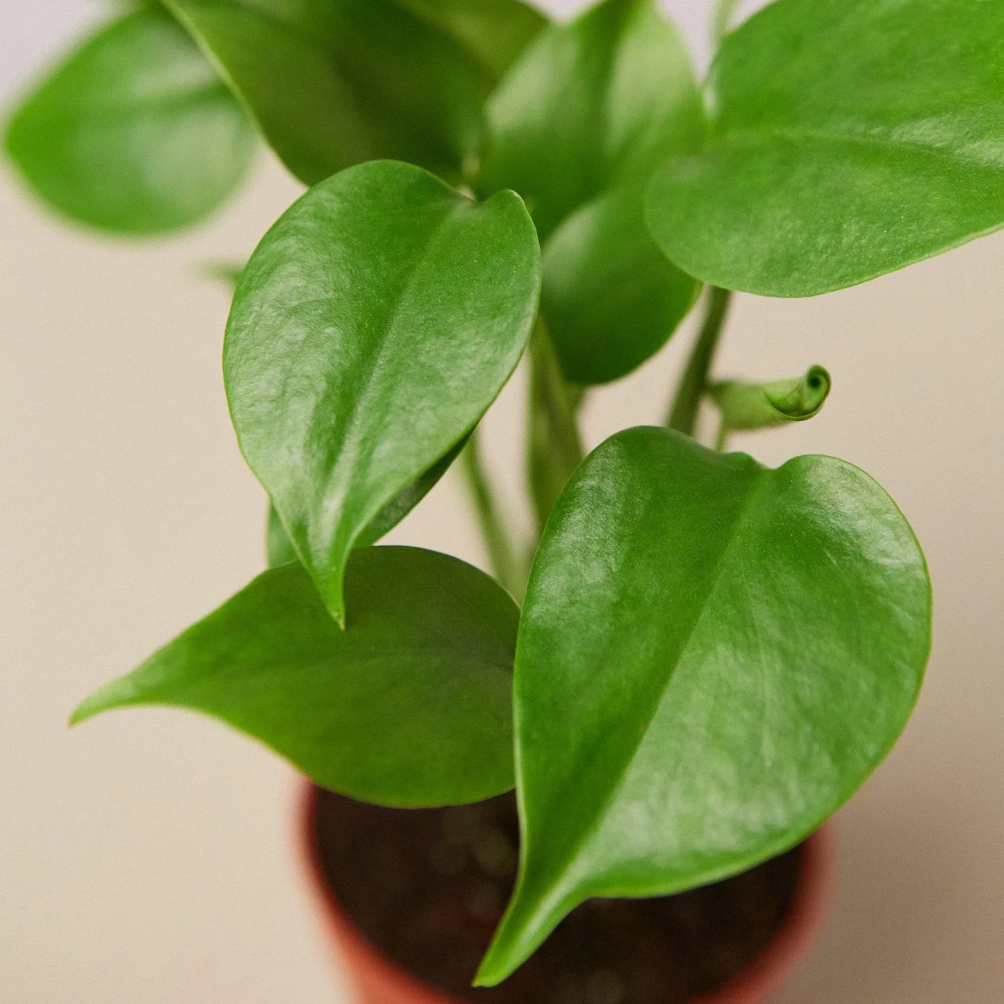 Monstera 'SplitLeaf'