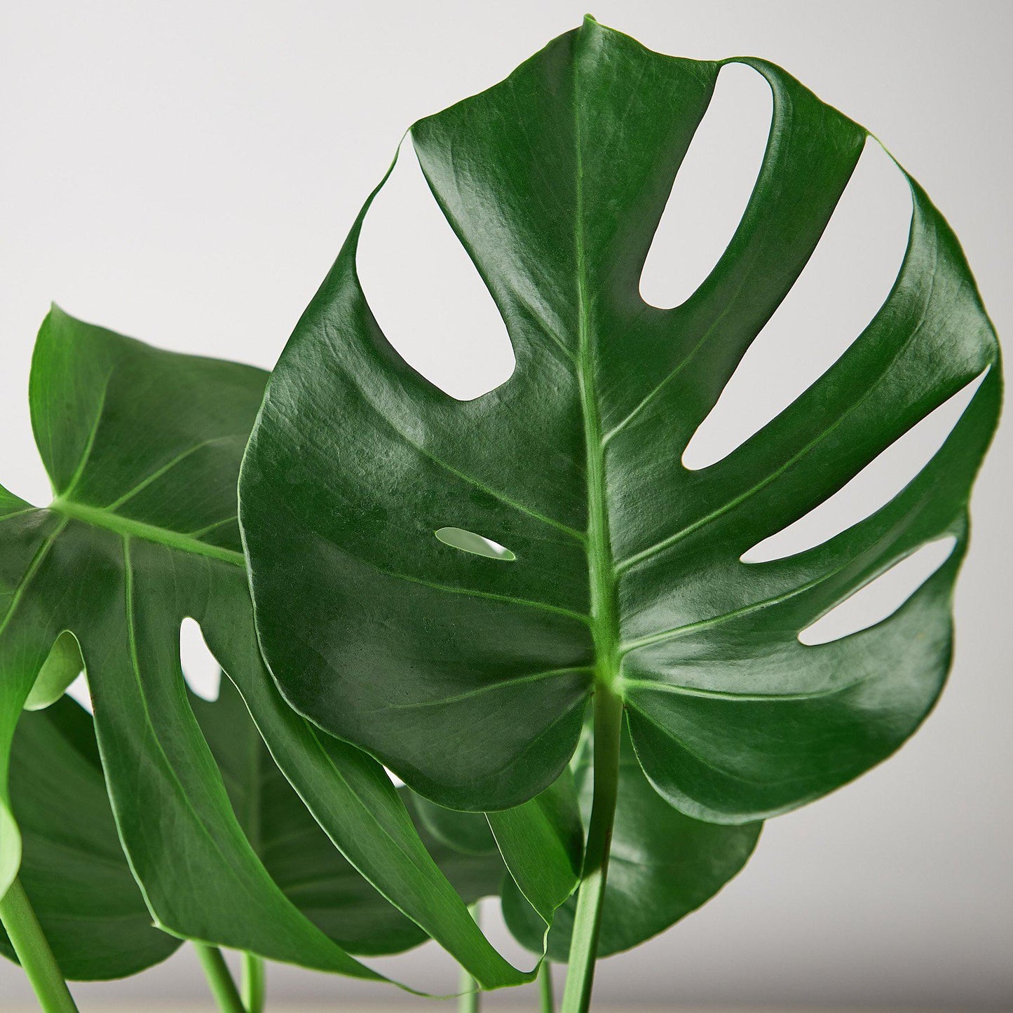 Monstera 'SplitLeaf'