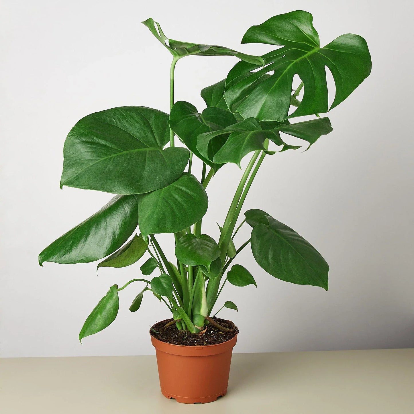 Monstera 'SplitLeaf'