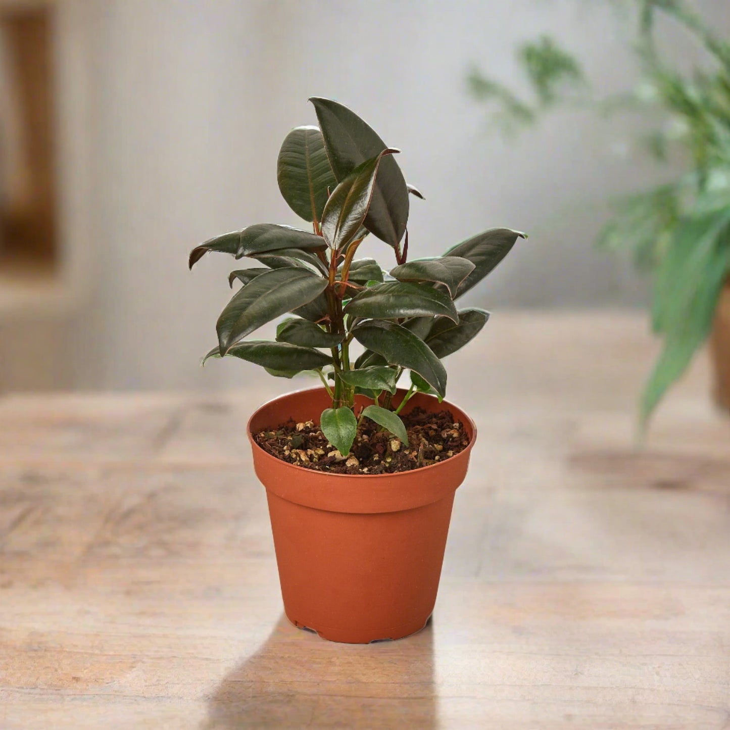 Ficus Elastica 'Burgundy'