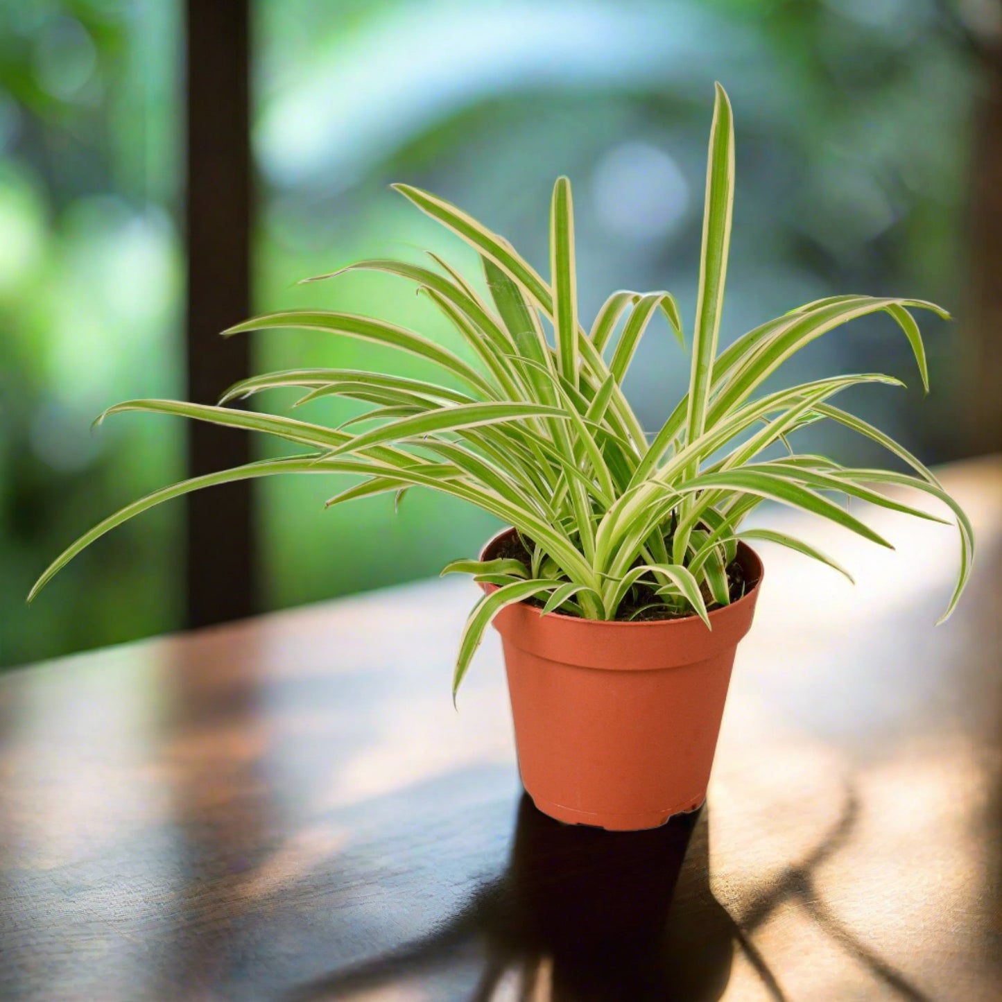 Spider Plant 'Reverse'