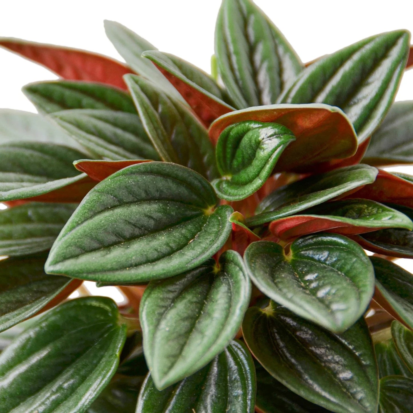 Peperomia 'Rosso'