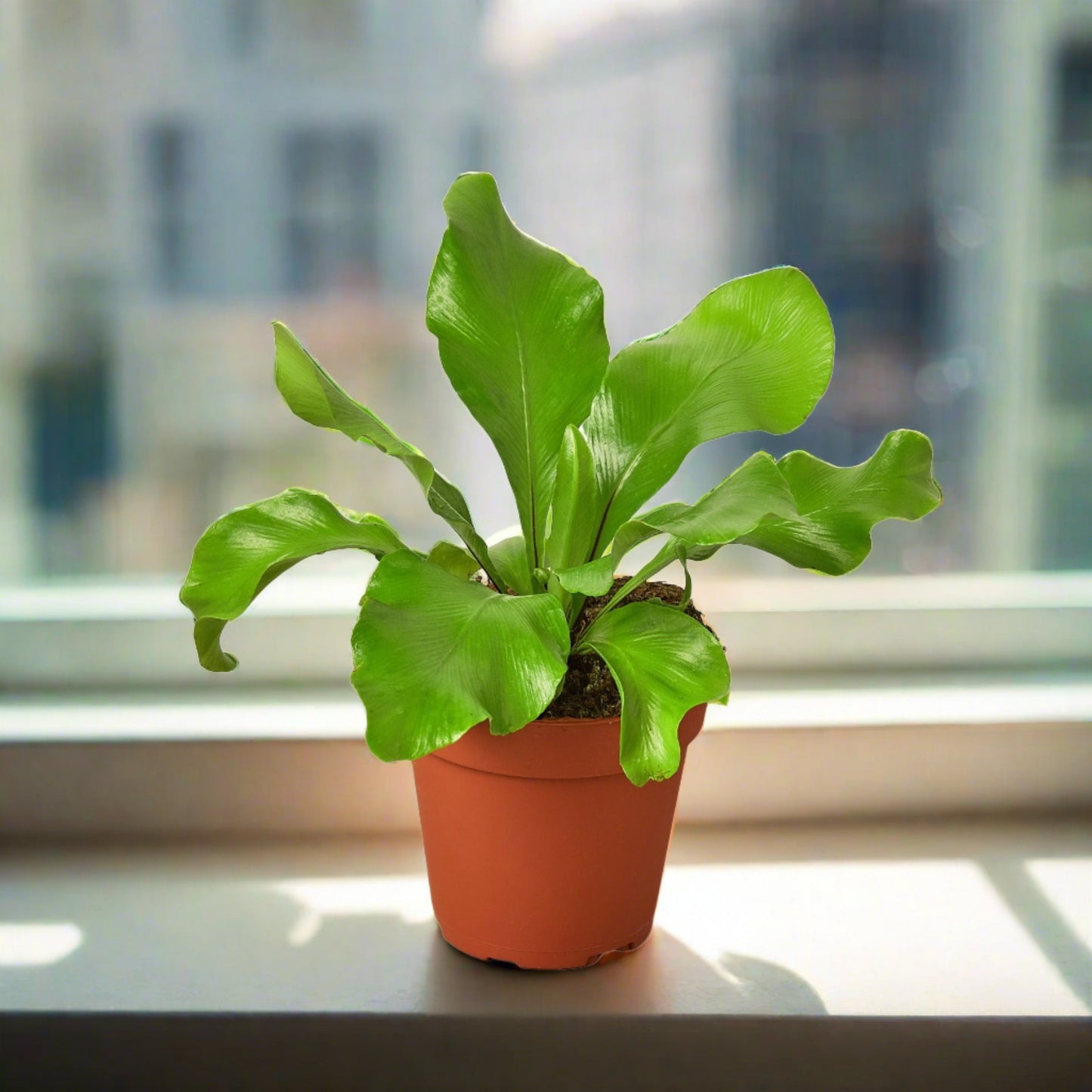 Bird's Nest 'Nidus' Fern