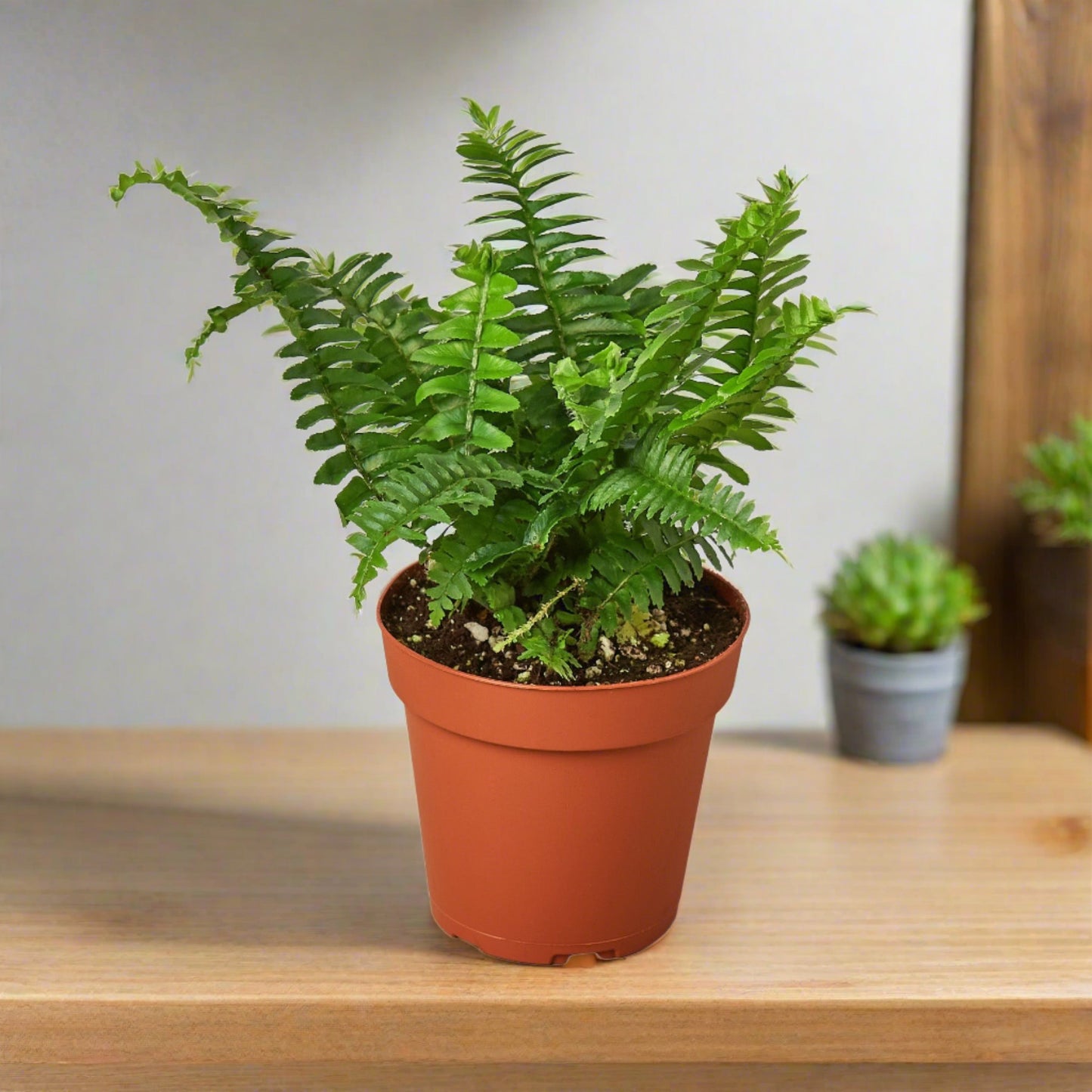 Jester's Crown Fern