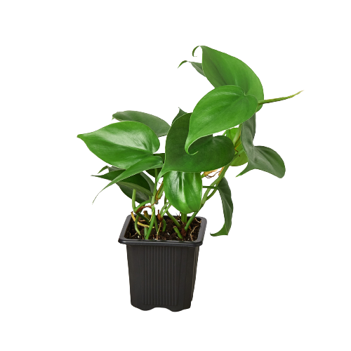 Philodendron Cordatum 'Heartleaf'