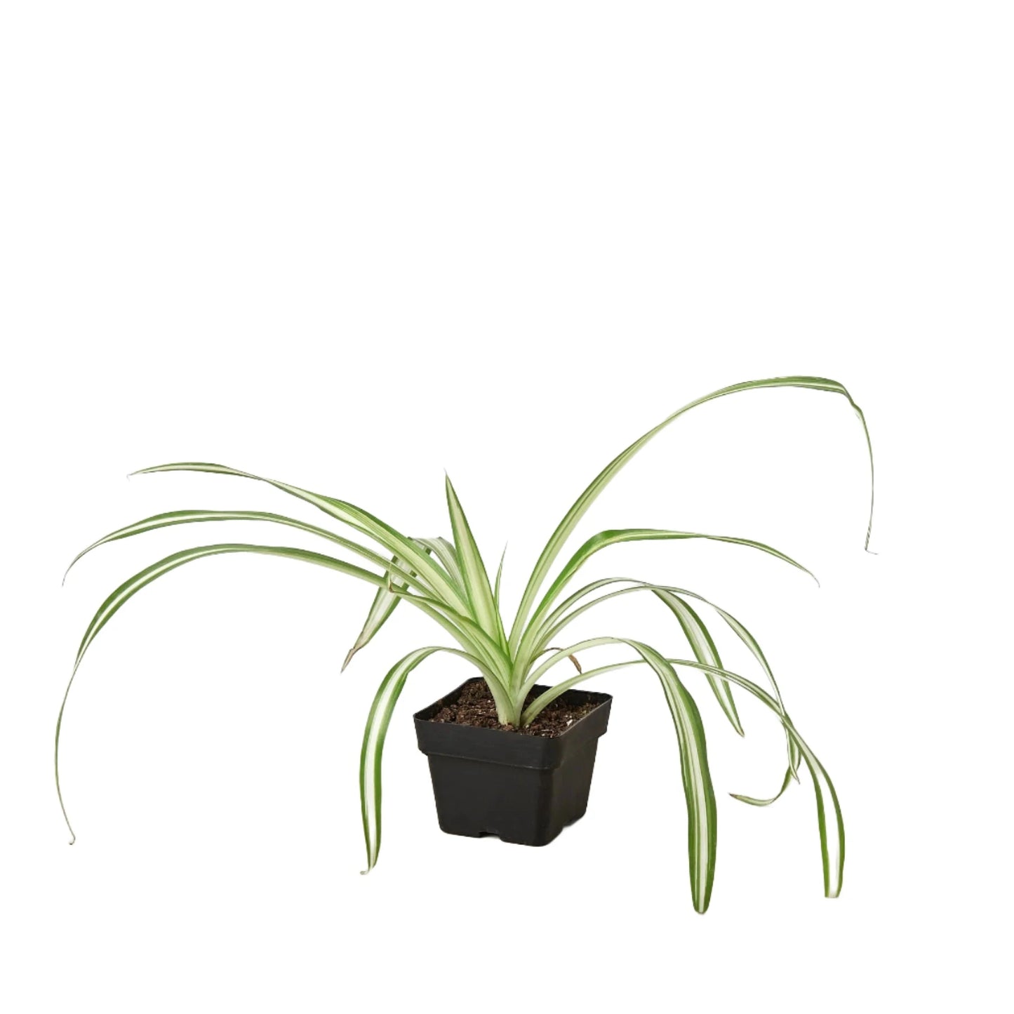 Spider Plant 'Reverse'