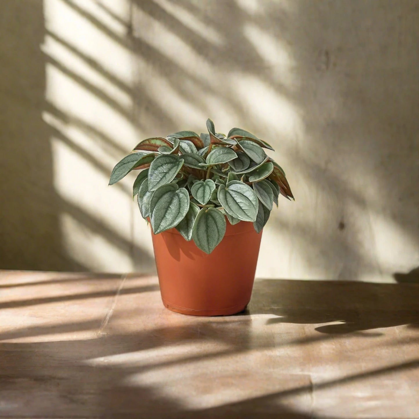 Peperomia 'Napoli Nights' - 4" Pot