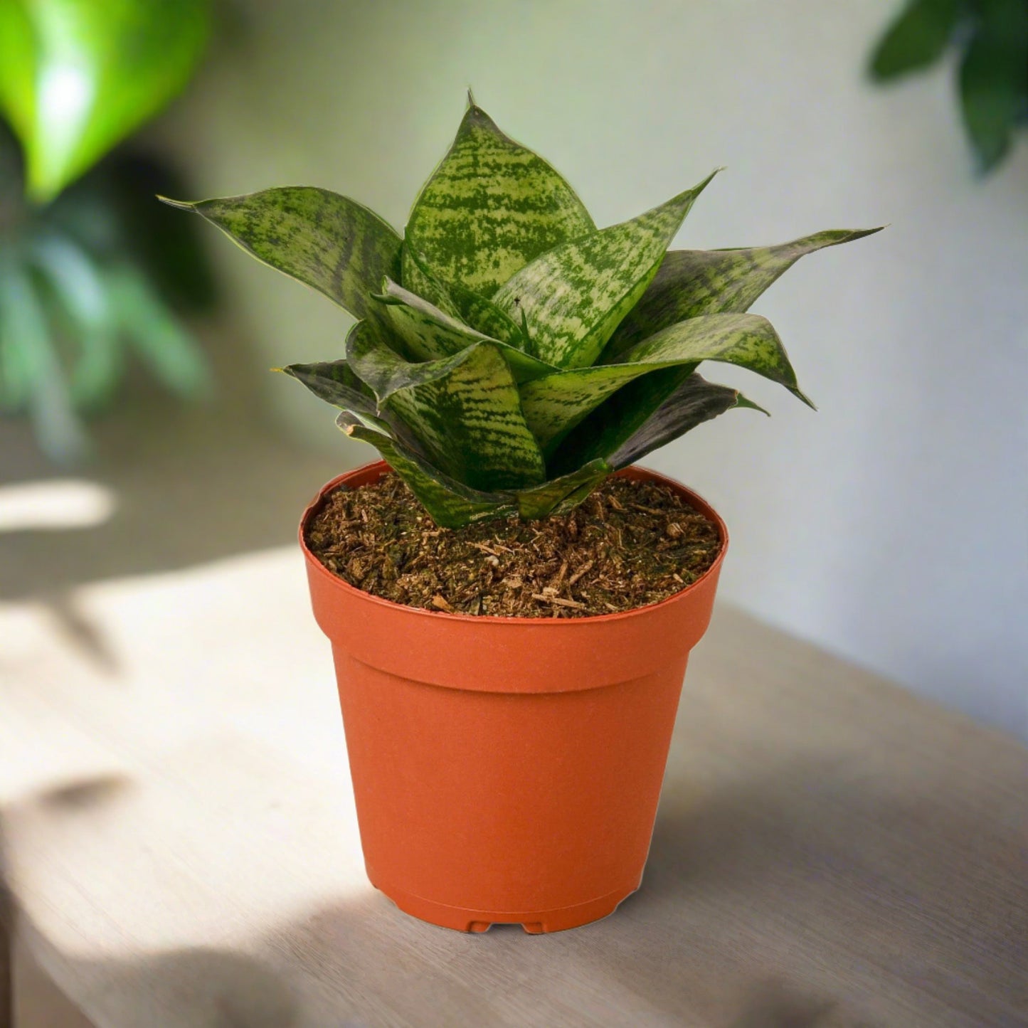 Snake Plant Black Robusta