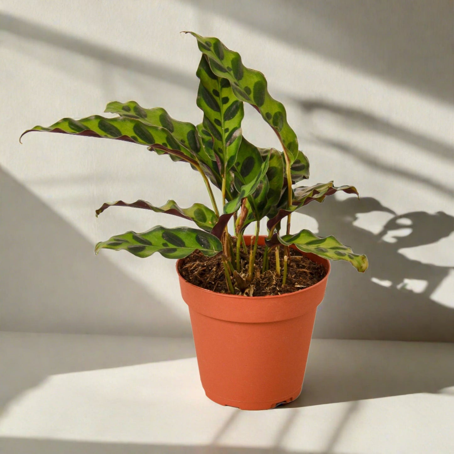 Calathea Lancifolia 'Rattlesnake'