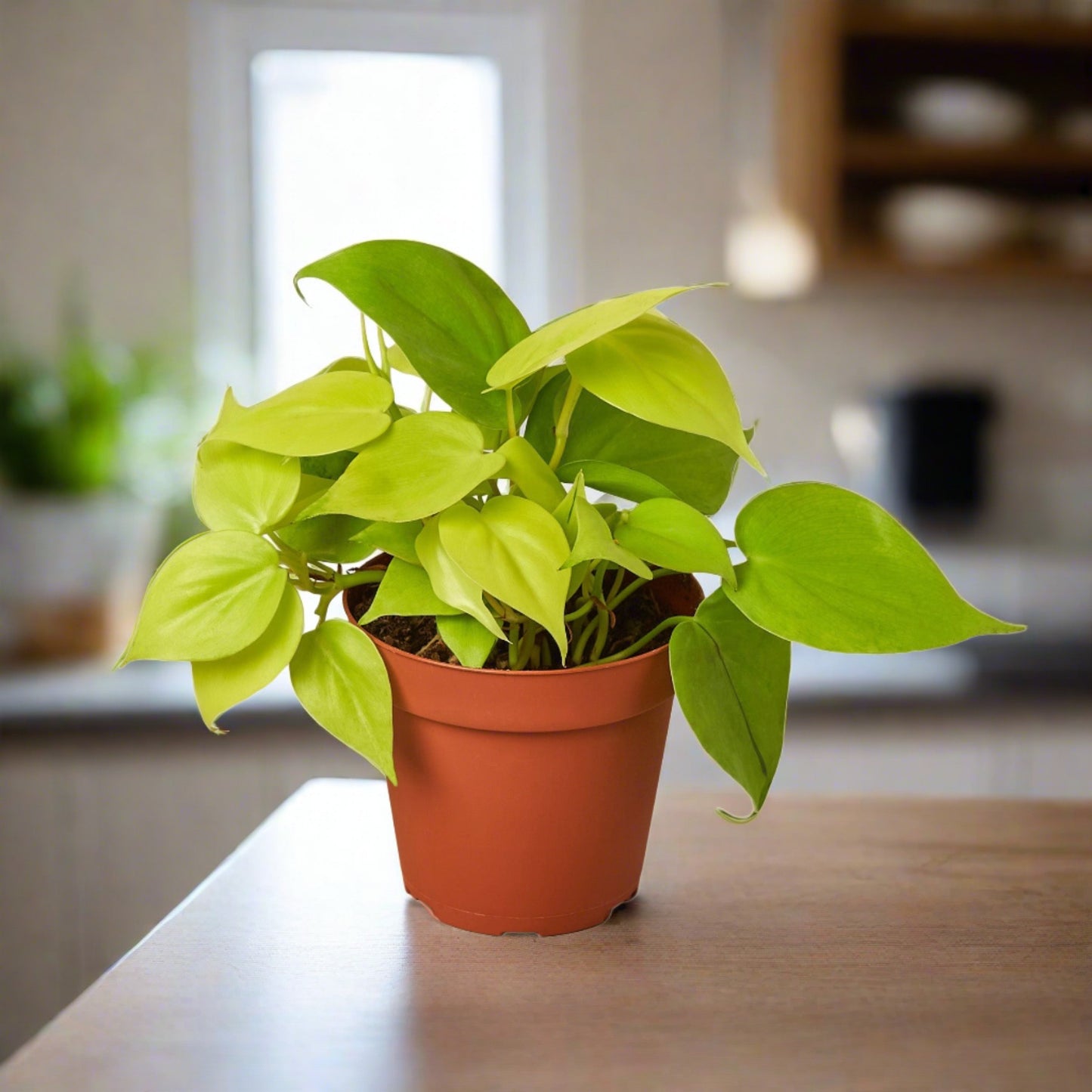 Philodendron 'Neon'