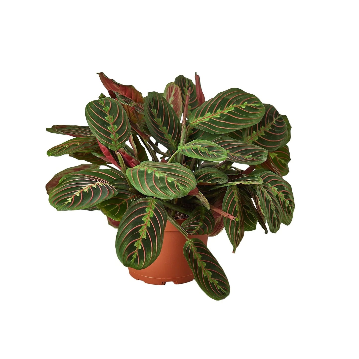 Maranta Leuconeura - 'Red Prayer' Plant