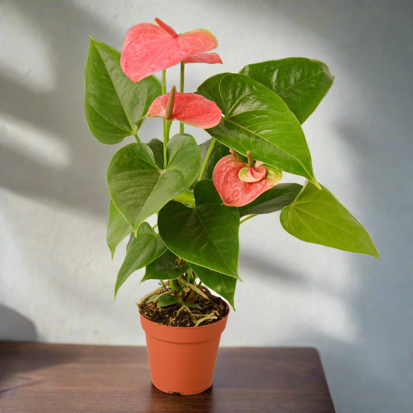 Anthurium 'Pink'