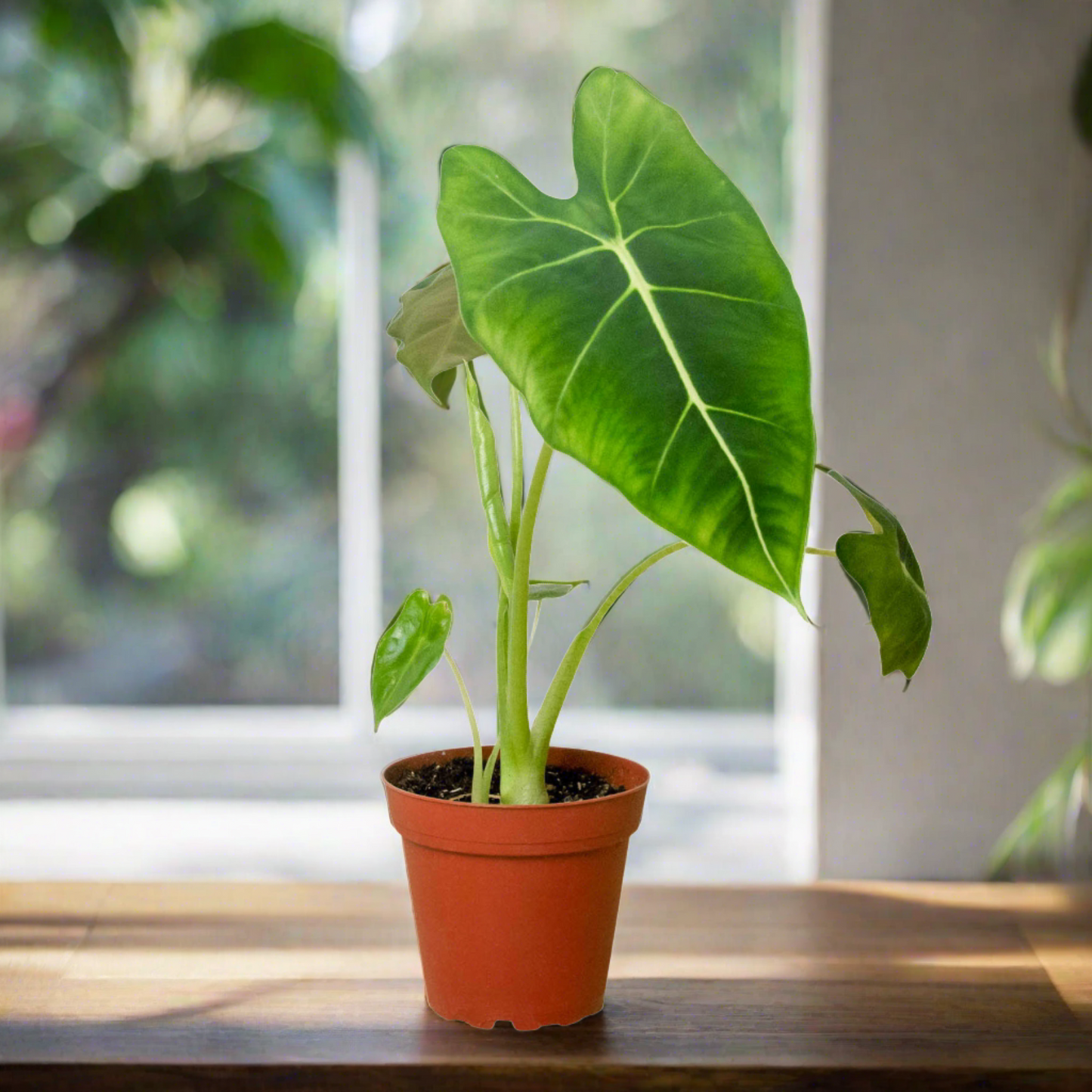 Alocasia Micholitziana 'Frydek'