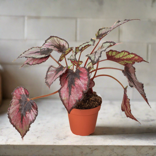 Begonia 'Rex' - 4" Pot