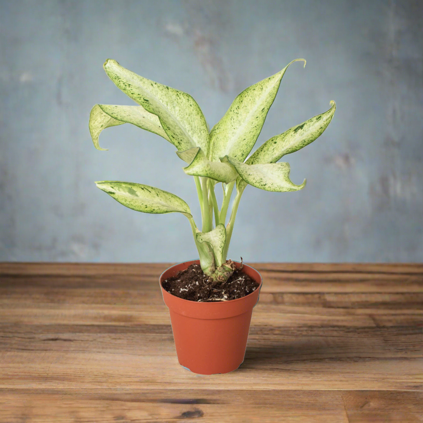 Dieffenbachia 'Camouflage'