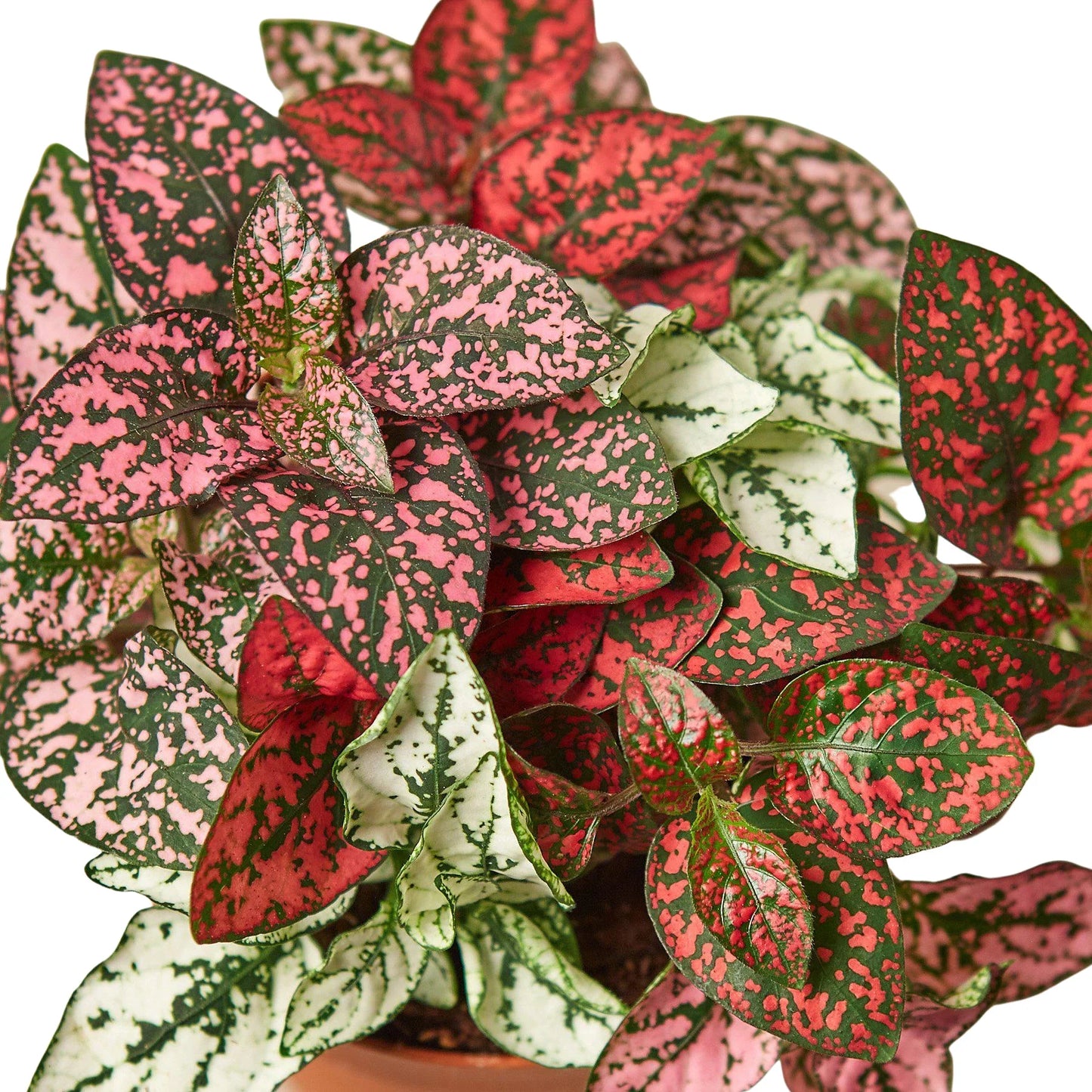 Hypoestes 'Polka Dot'  Combo