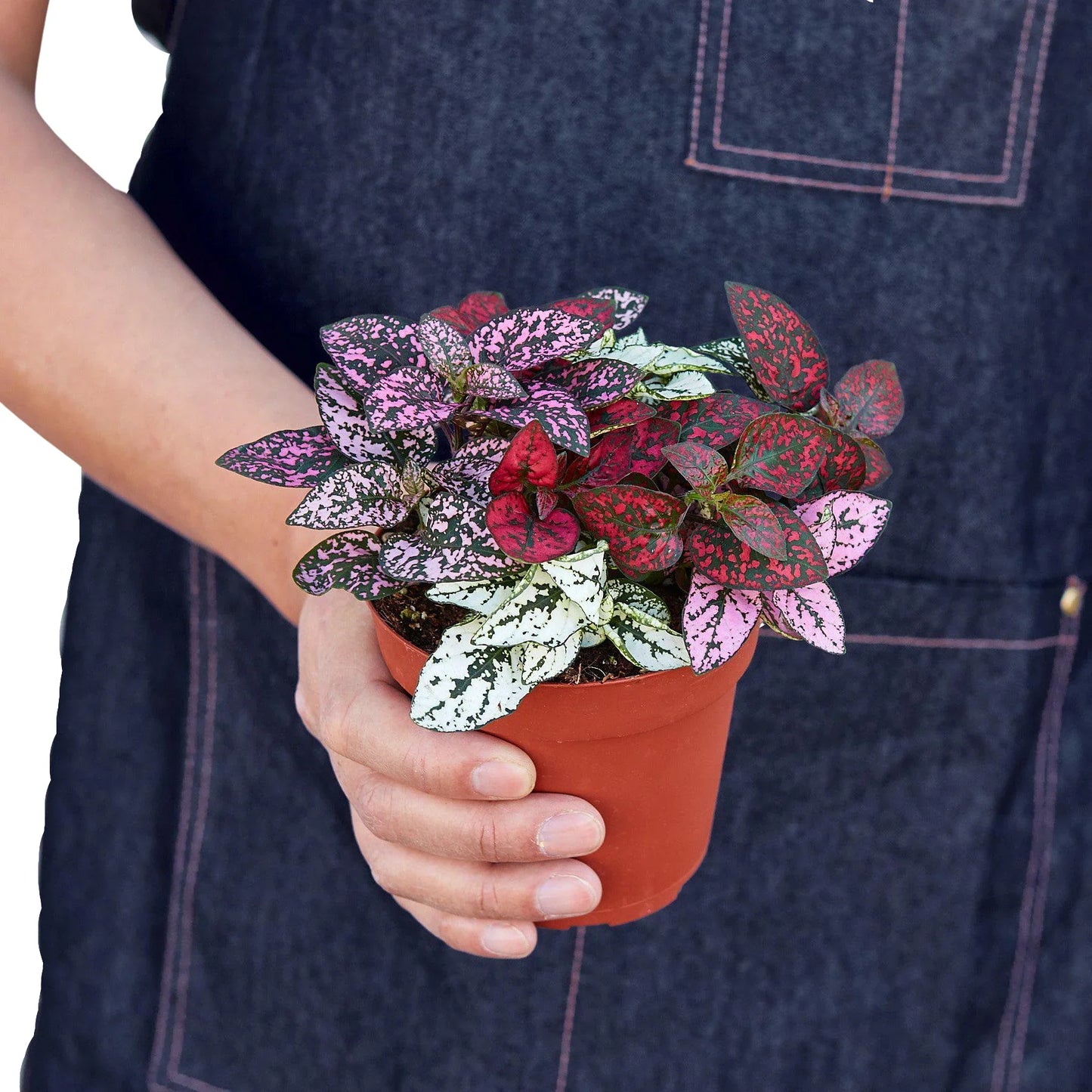 Hypoestes 'Polka Dot'  Combo