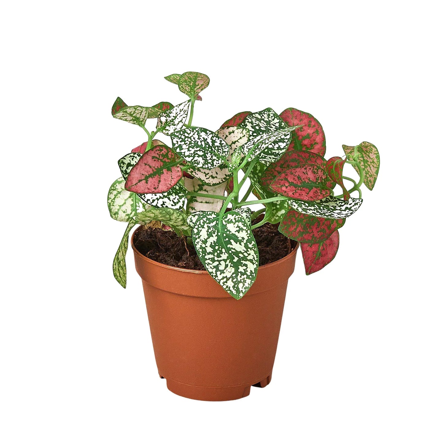 Hypoestes 'Polka Dot' Combo