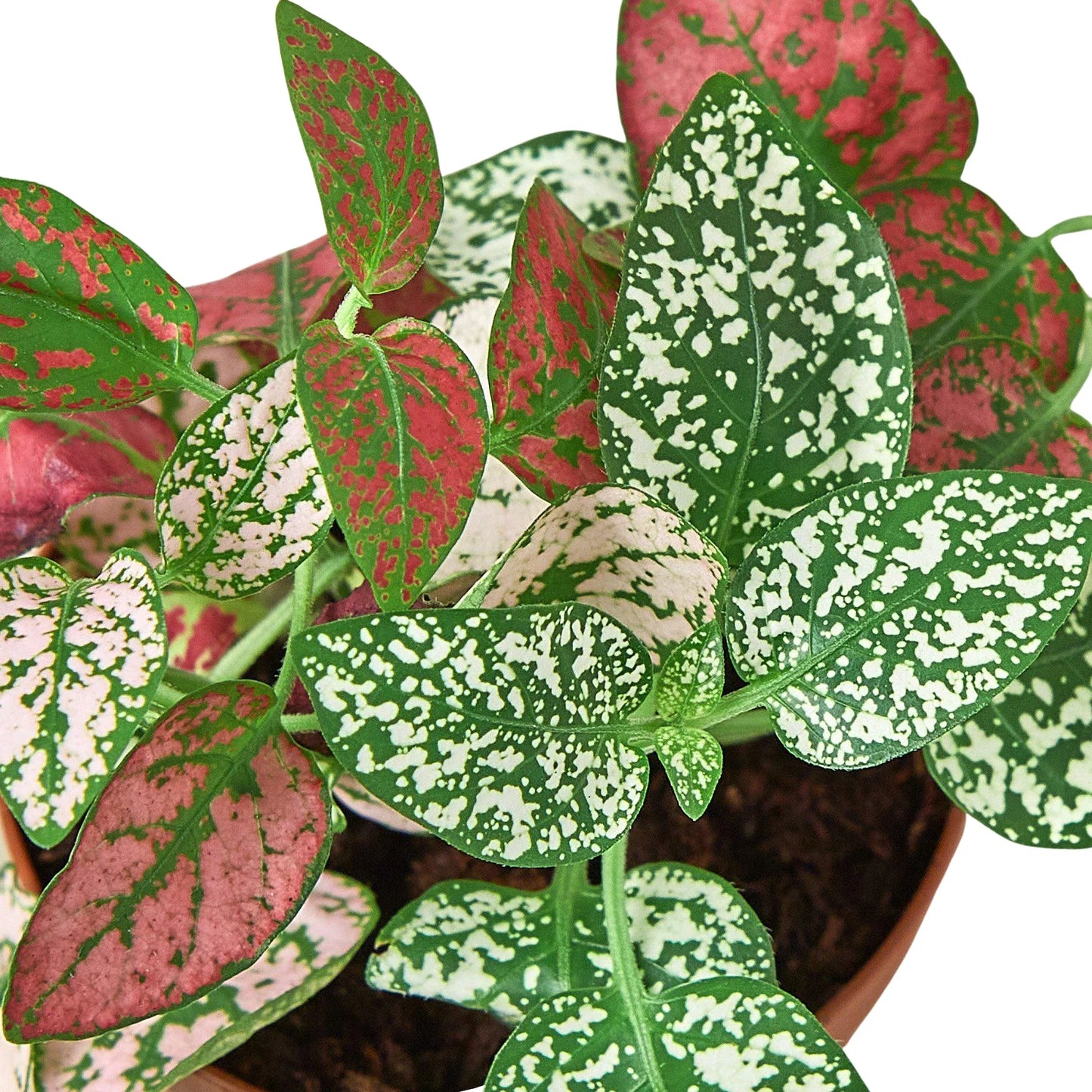 Hypoestes 'Polka Dot'  Combo