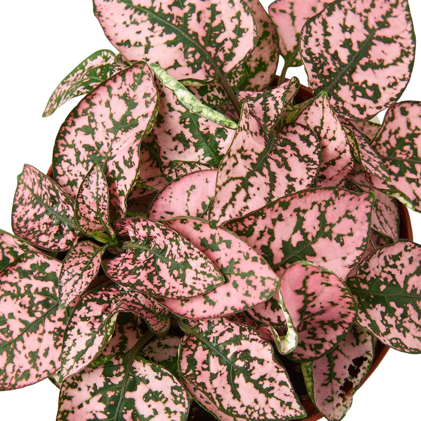 Hypoestes 'Polka Dot' Combo