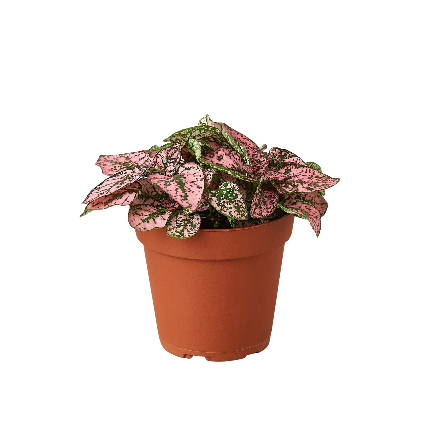 Hypoestes 'Polka Dot'  Combo