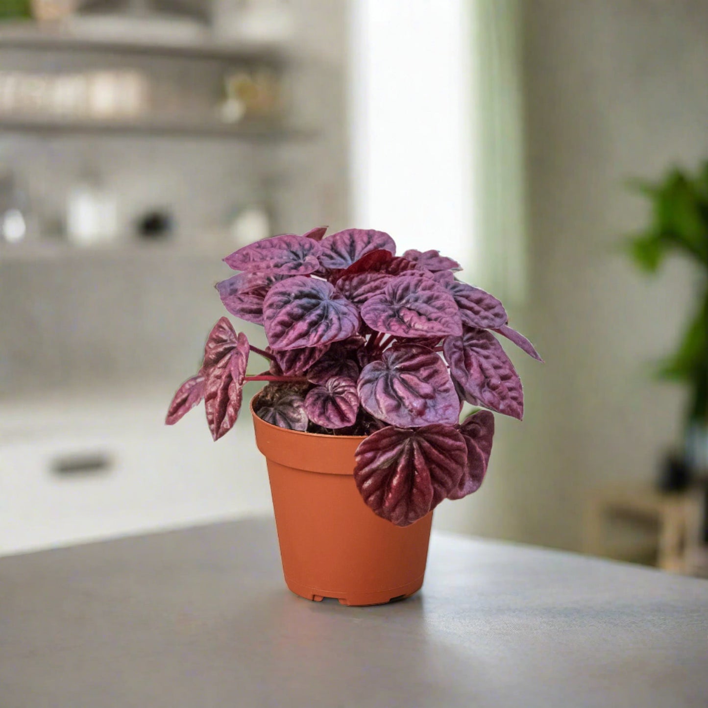 Peperomia 'Ripple Red'