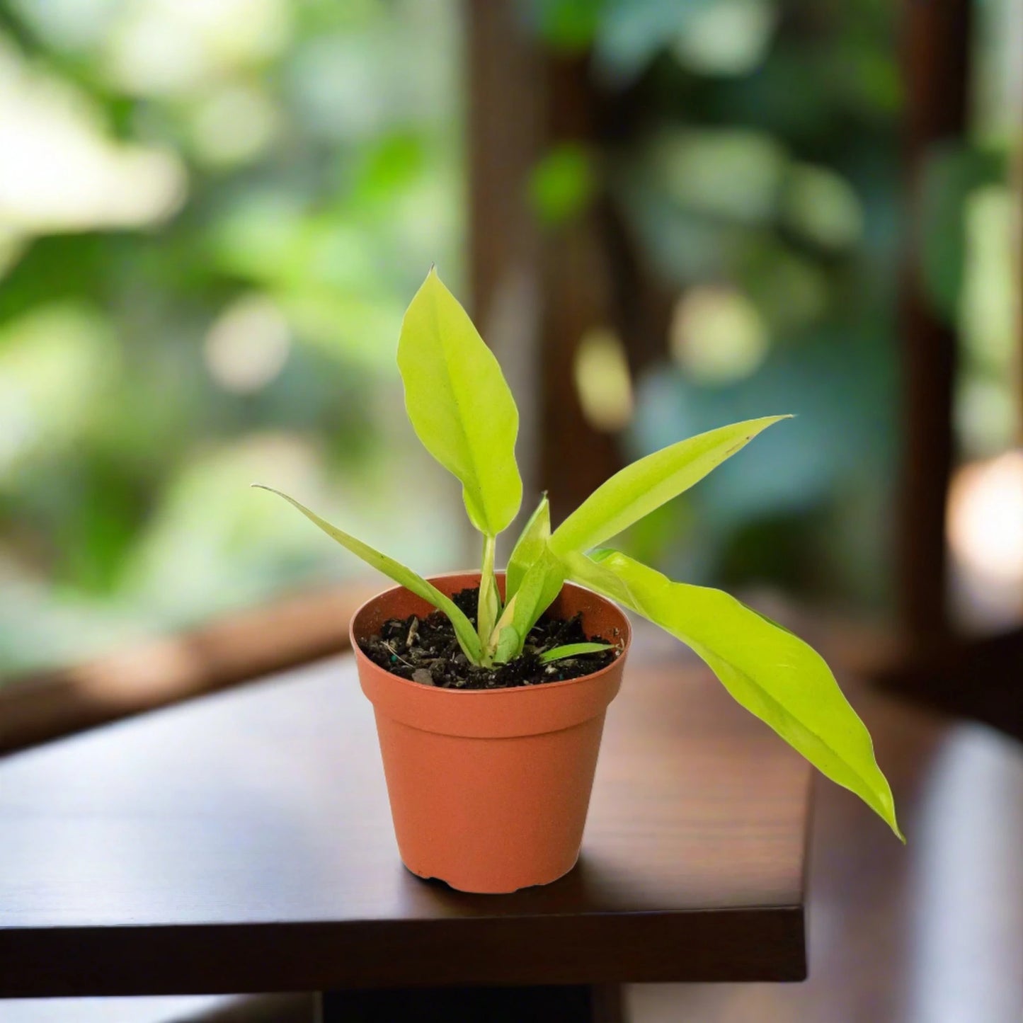 Philodendron 'Ring of Fire Gold'