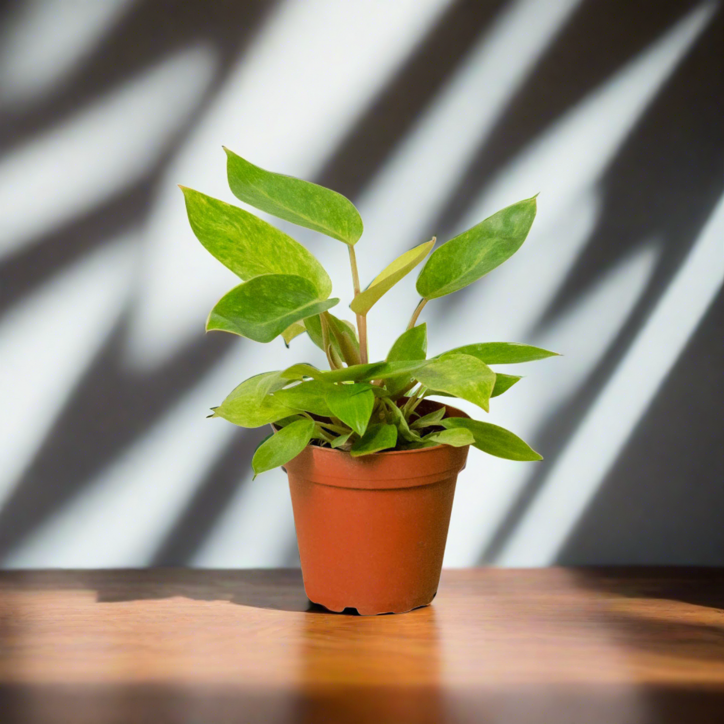 Philodendron 'Painted Lady'