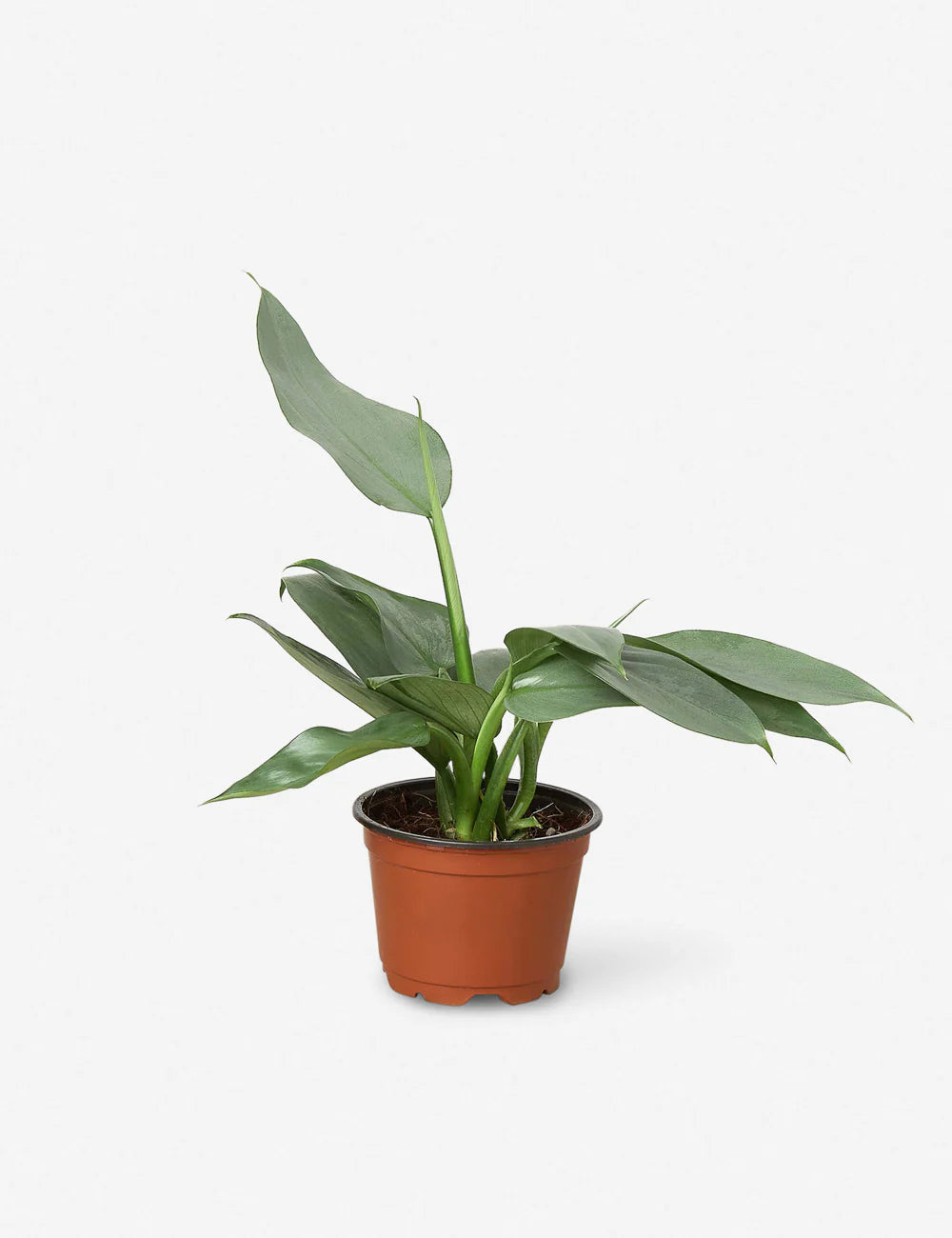 Philodendron 'Silver Sword'