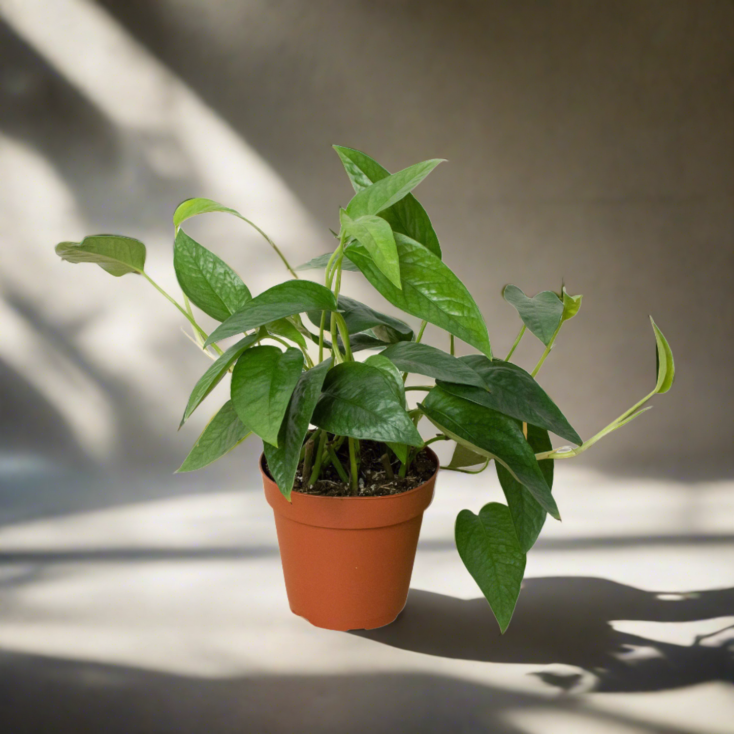 Pothos 'Cebu Blue'