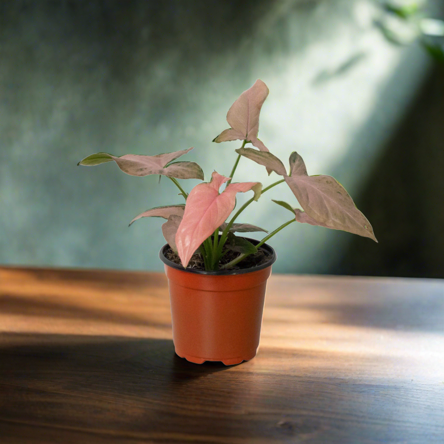 Syngonium 'Pink Splash'