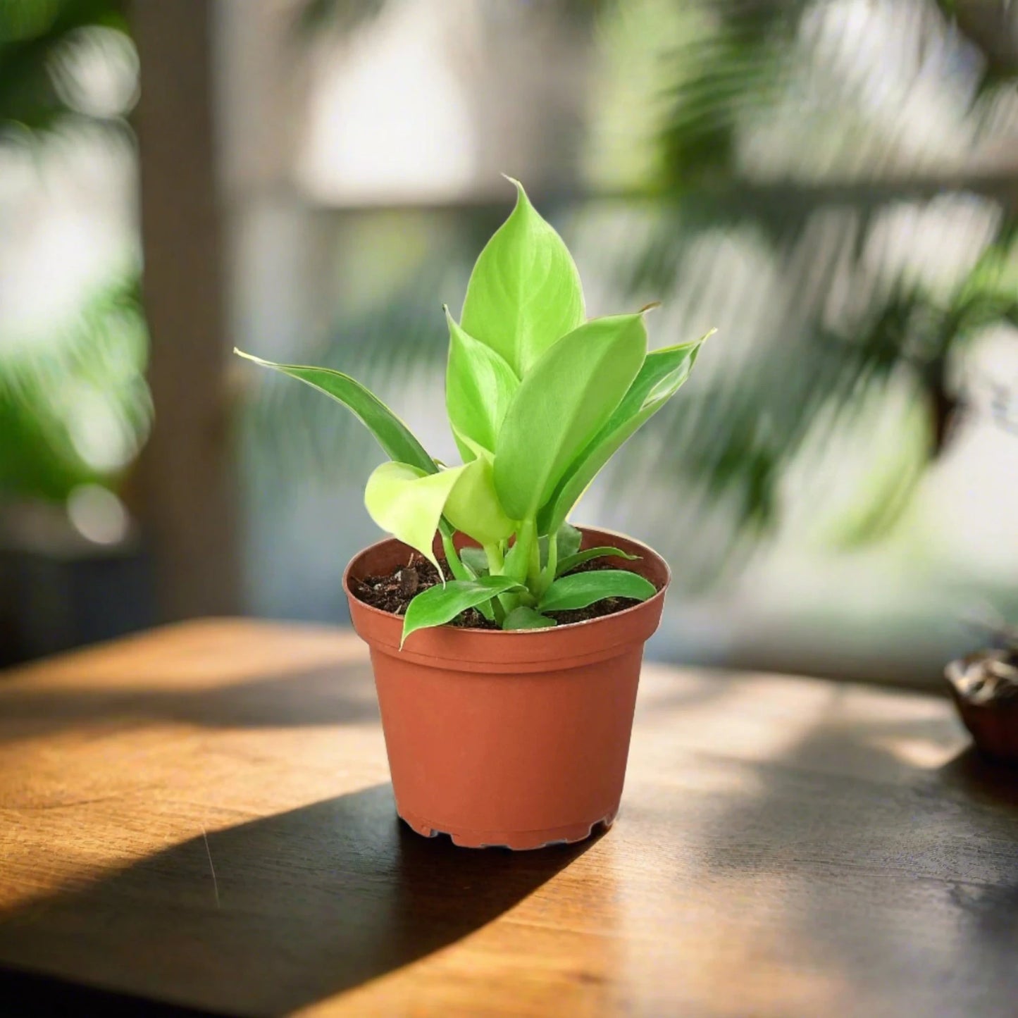 Philodendron 'Moonlight'