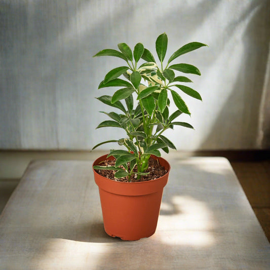 Schefflera Moonlight 'Umbrella Plant'