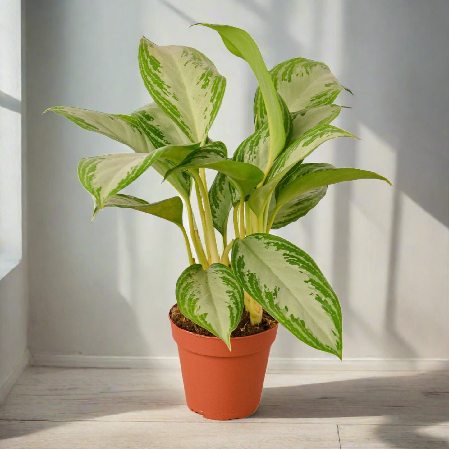 Chinese Evergreen 'Silver Bay'