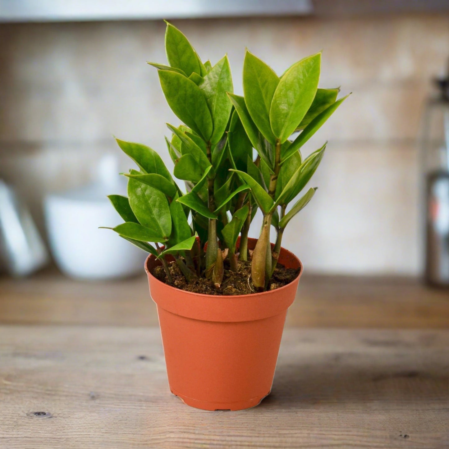 Zamioculcas Zamiifolia 'ZZ'