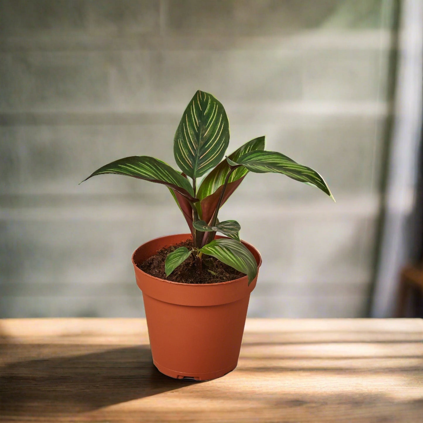 Calathea 'Beauty Star'